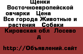 Щенки Восточноевропейской овчарки › Цена ­ 25 000 - Все города Животные и растения » Собаки   . Кировская обл.,Лосево д.